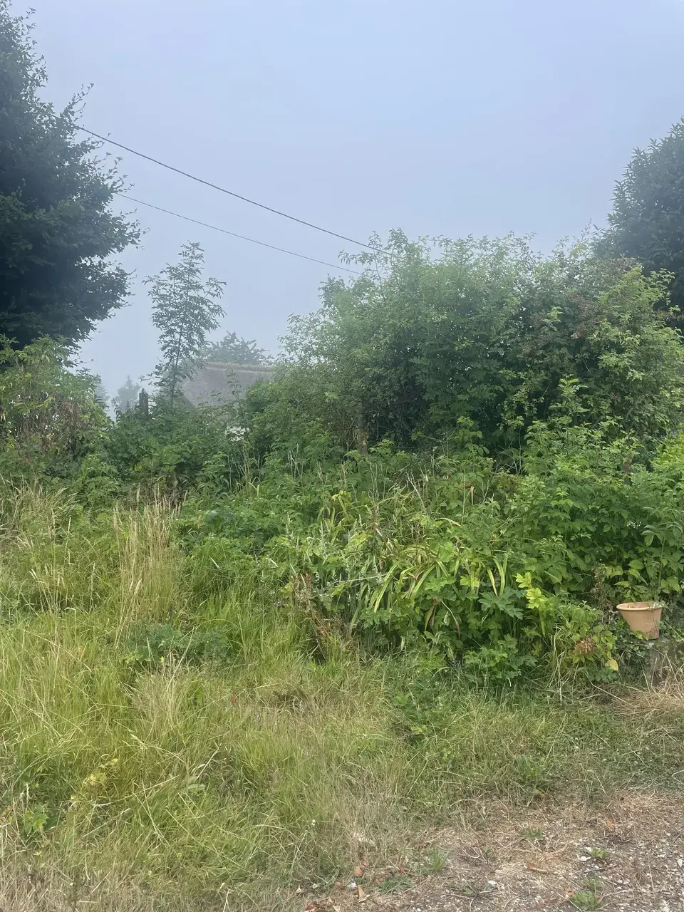 Avant — Débroussaillage d’un jardin