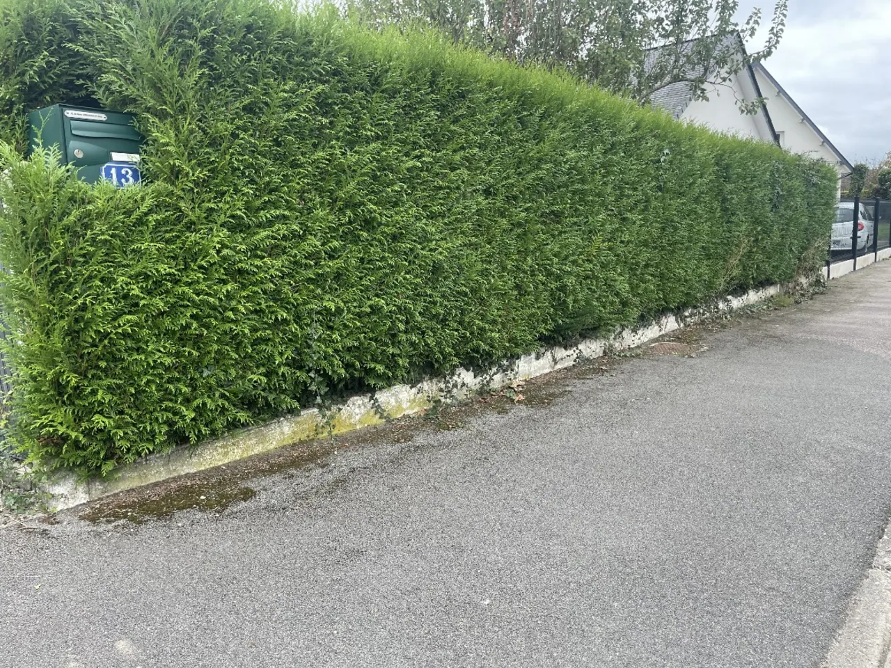 Avant — Taille de haie de thuyas