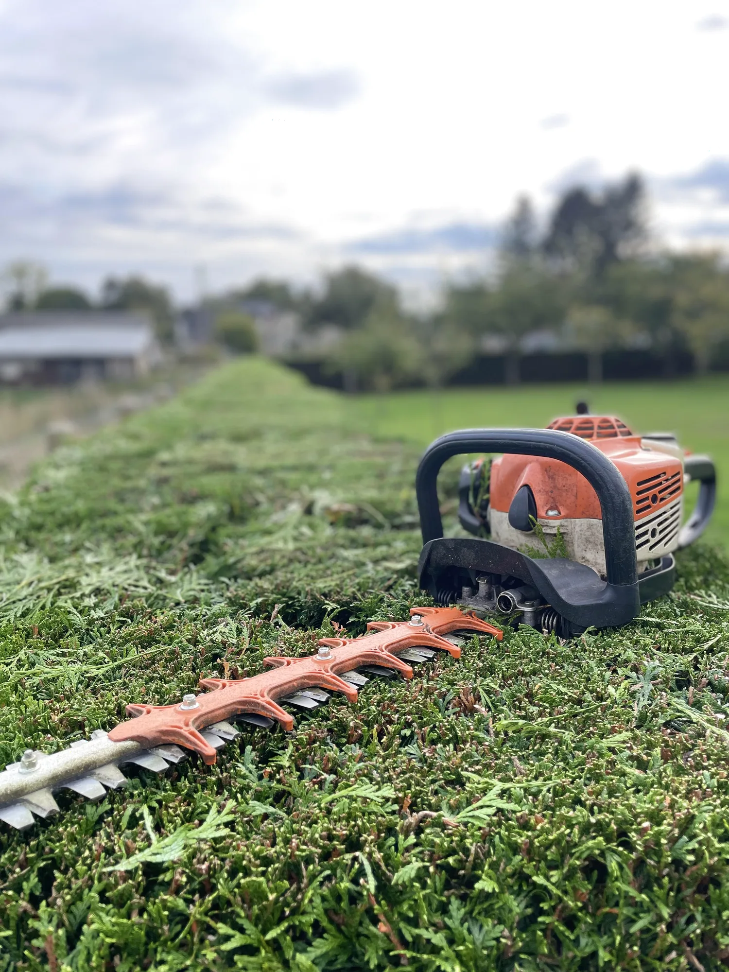 Allojardin76 — taille de haie au taille-haie thermique, paysagiste professionnel en Seine-Maritime