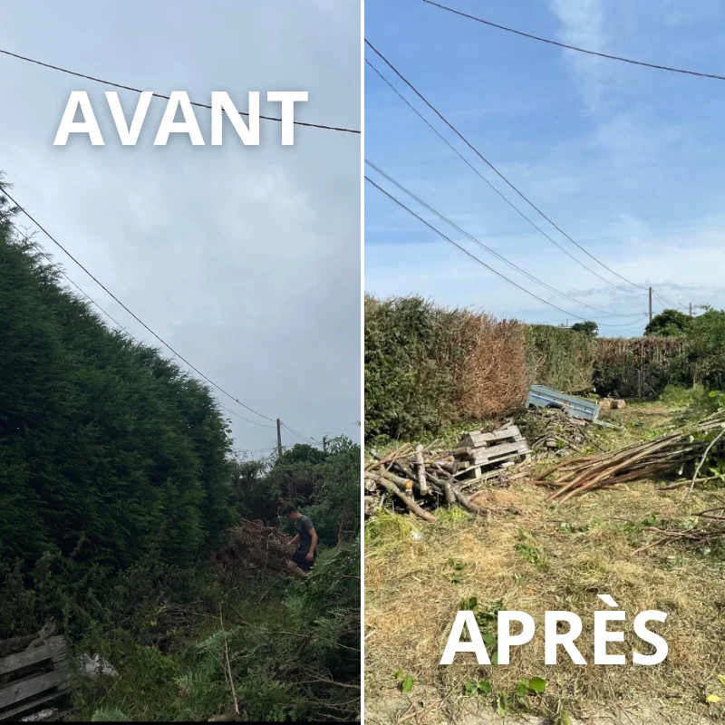 Rabattage de haie de thuyas — Épinay-sur-Duclair